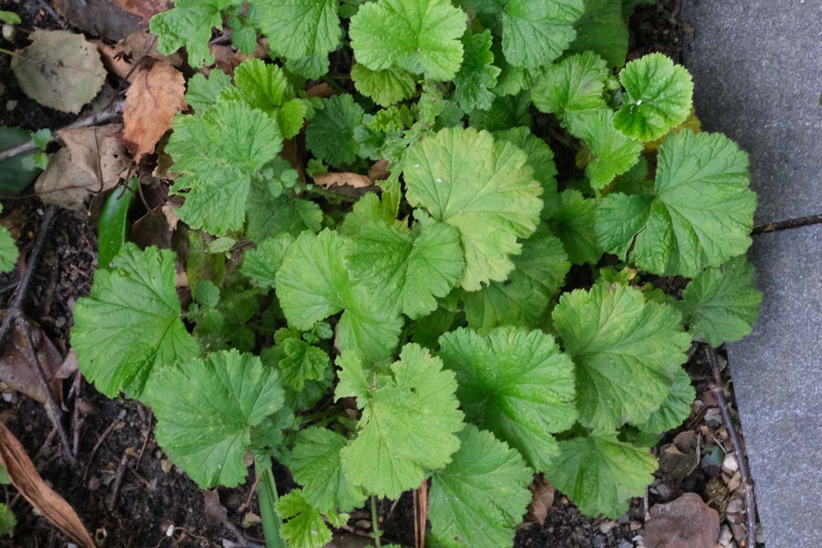 Geum coccineum 'Borisii' blad