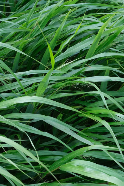 Hakonechloa macra blad