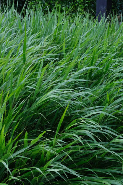 Hakonechloa macra blad