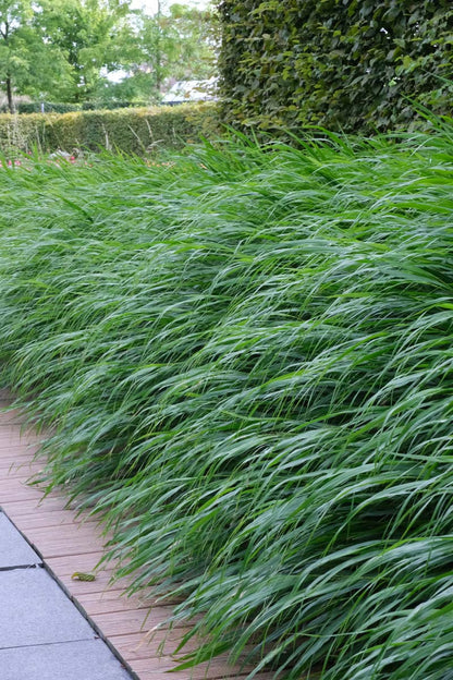 Hakonechloa macra blad