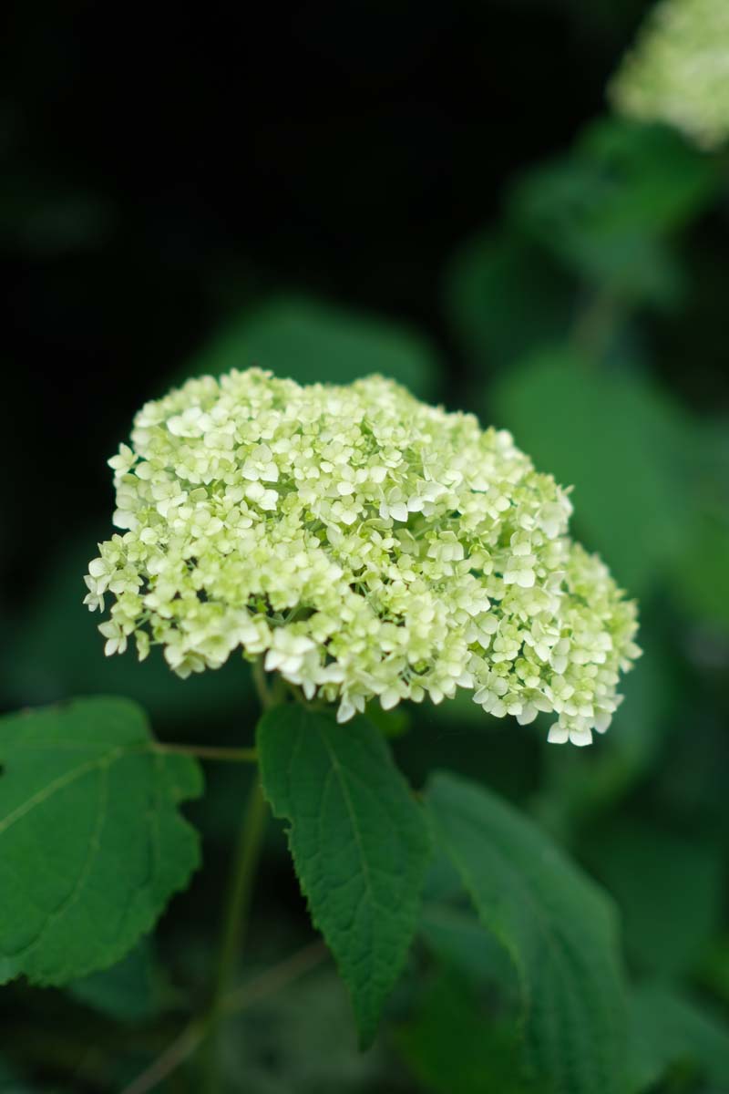 Hydrangea arborescens 'Annabelle' Tuinplanten bloem