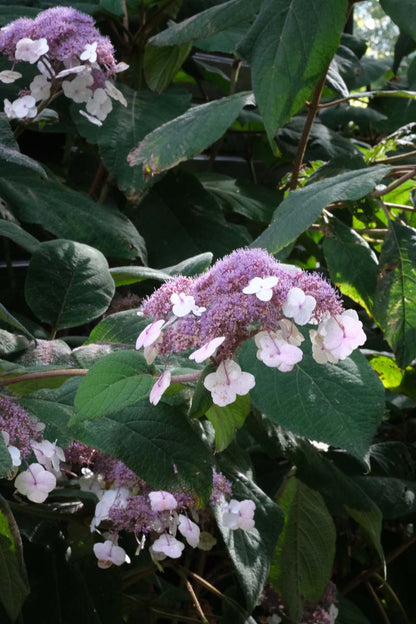 Hydrangea aspera Tuinplanten bloem