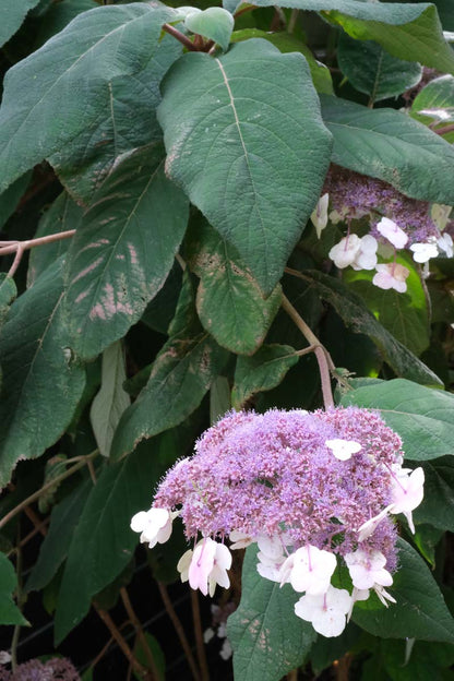 Hydrangea aspera meerstammig / struik bloem