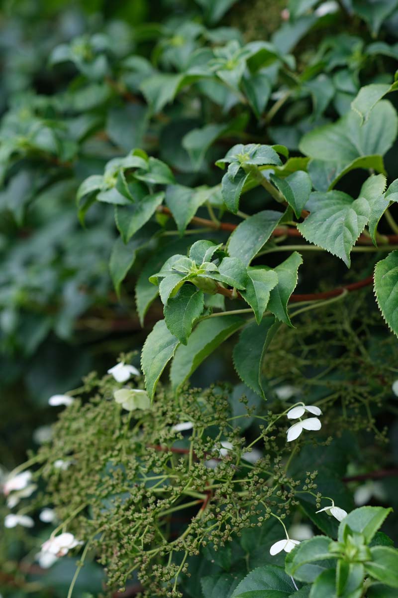 Hydrangea petiolaris blad