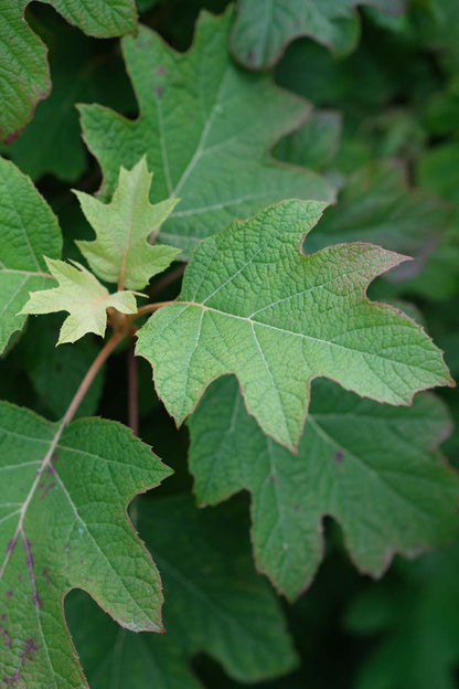 Hydrangea quercifolia meerstammig / struik blad