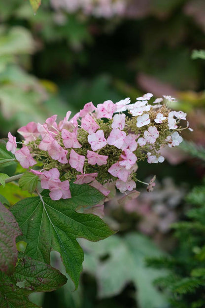 Hydrangea quercifolia meerstammig / struik bloem