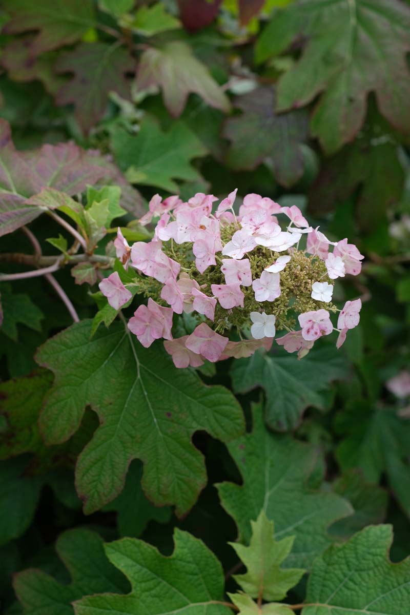 Hydrangea quercifolia Tuinplanten bloem