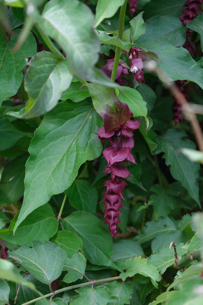 Leycesteria formosa Tuinplanten bloem