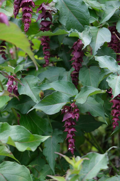 Leycesteria formosa meerstammig / struik bloem