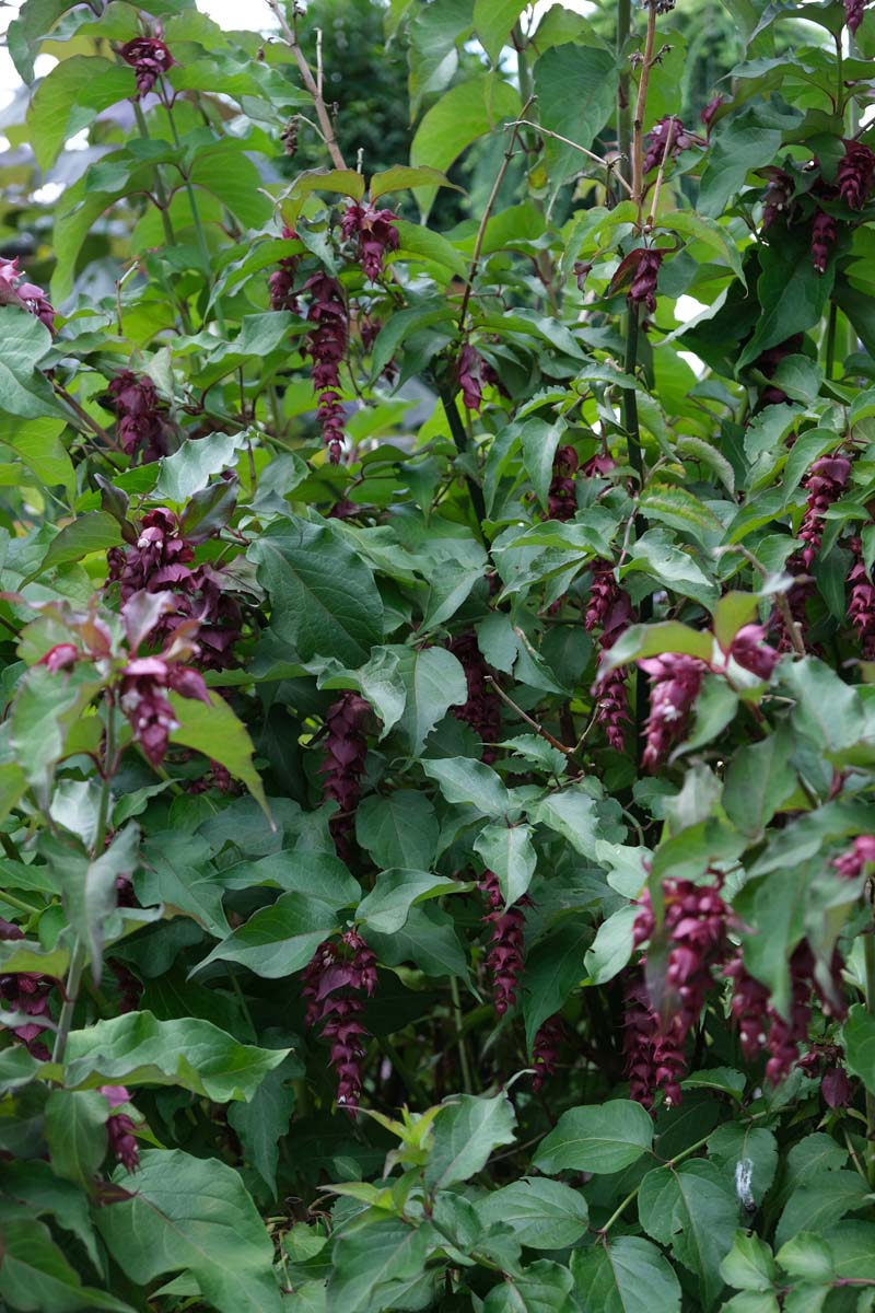 Leycesteria formosa Tuinplanten bloem