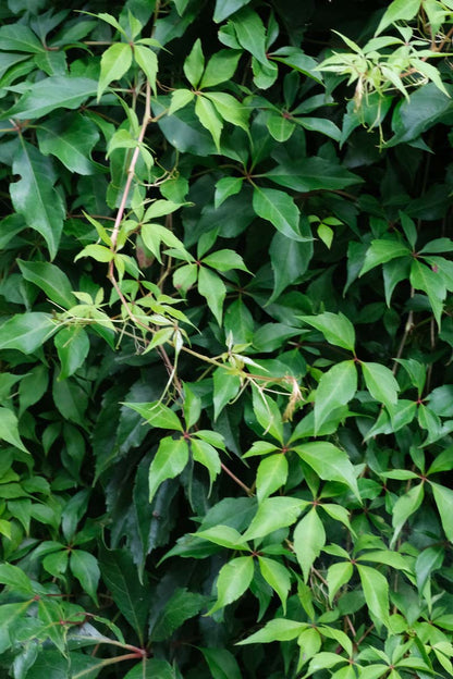 Parthenocissus quinquefolia meerstammig / struik blad