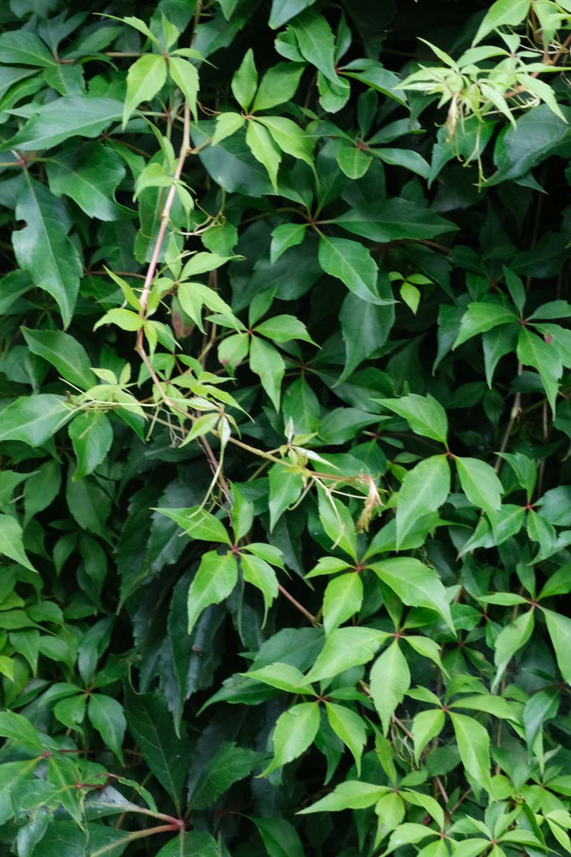 Parthenocissus quinquefolia Tuinplanten blad