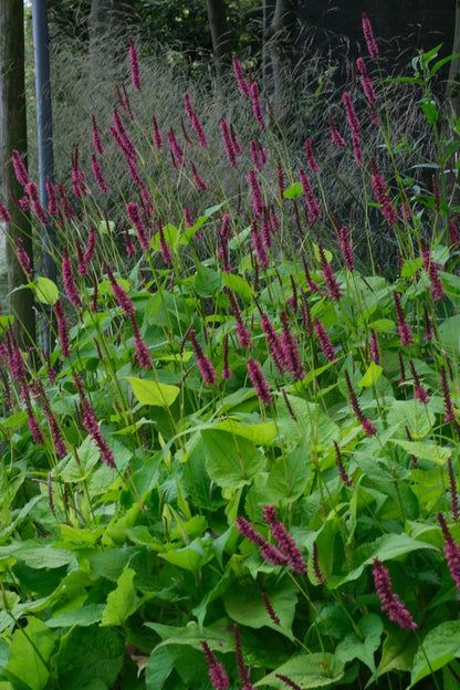 Persicaria amplexicaulis bloem