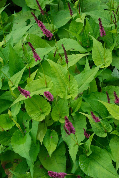 Persicaria amplexicaulis blad