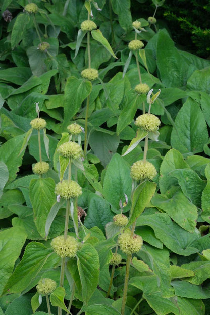 Phlomis russeliana bloem