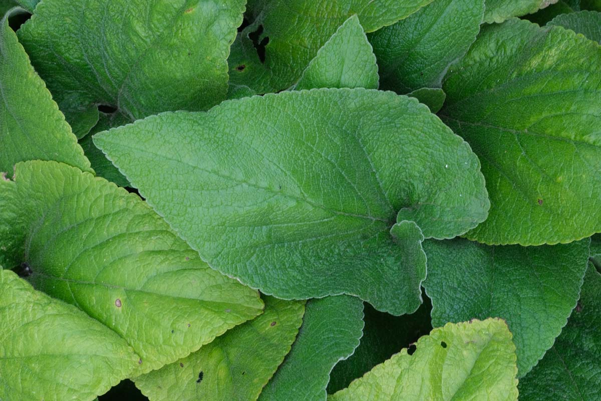 Phlomis russeliana blad