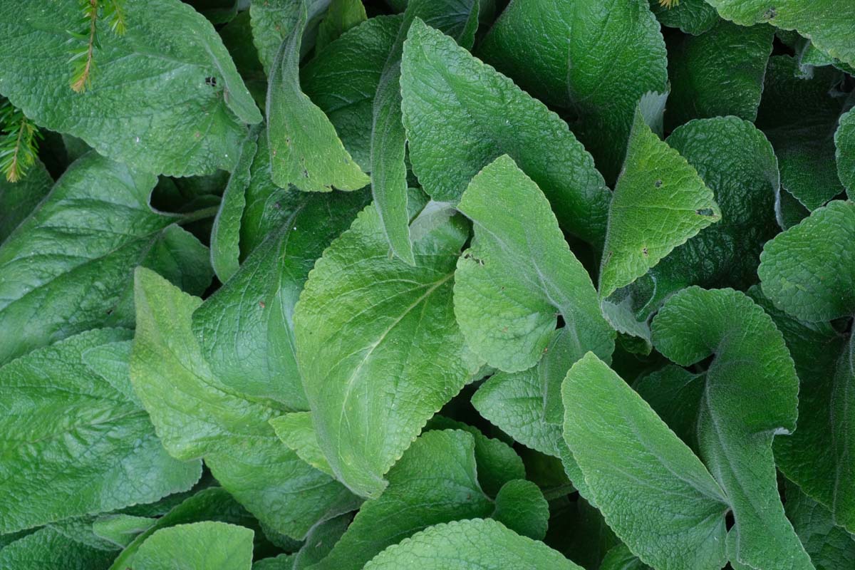 Phlomis russeliana blad