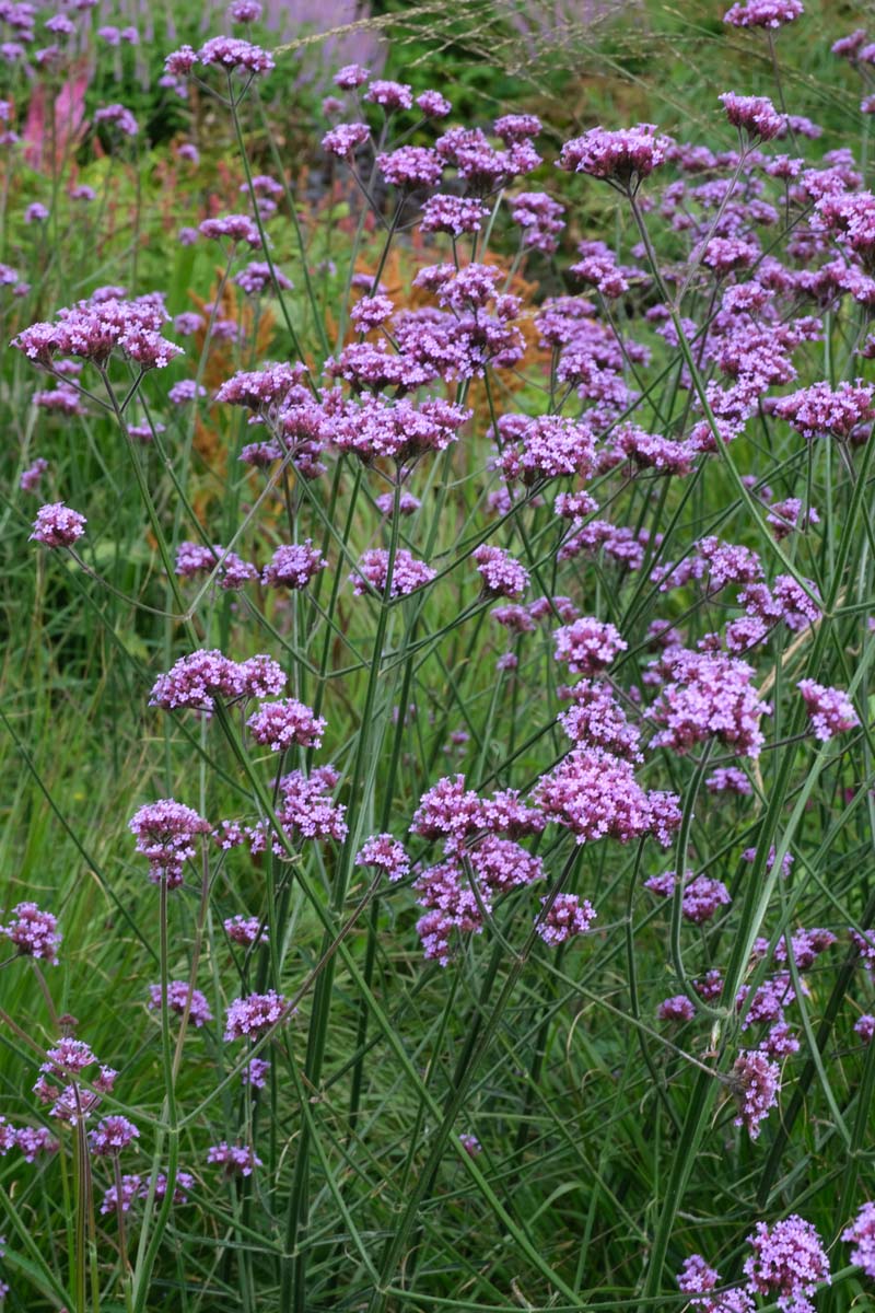 Verbena bonariensis bloesem