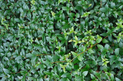 Vinca minor blad