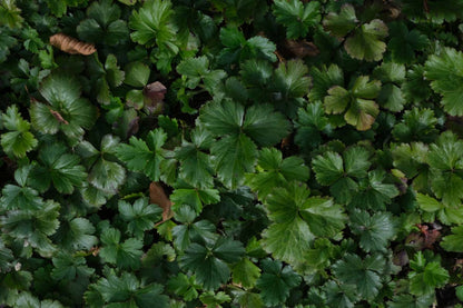 Waldsteinia ternata blad