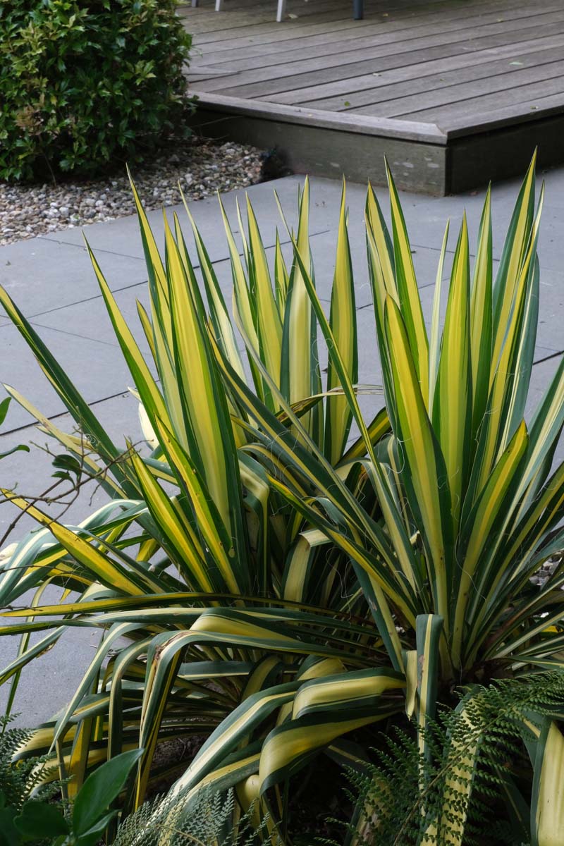 Yucca gloriosa 'Variegata' blad