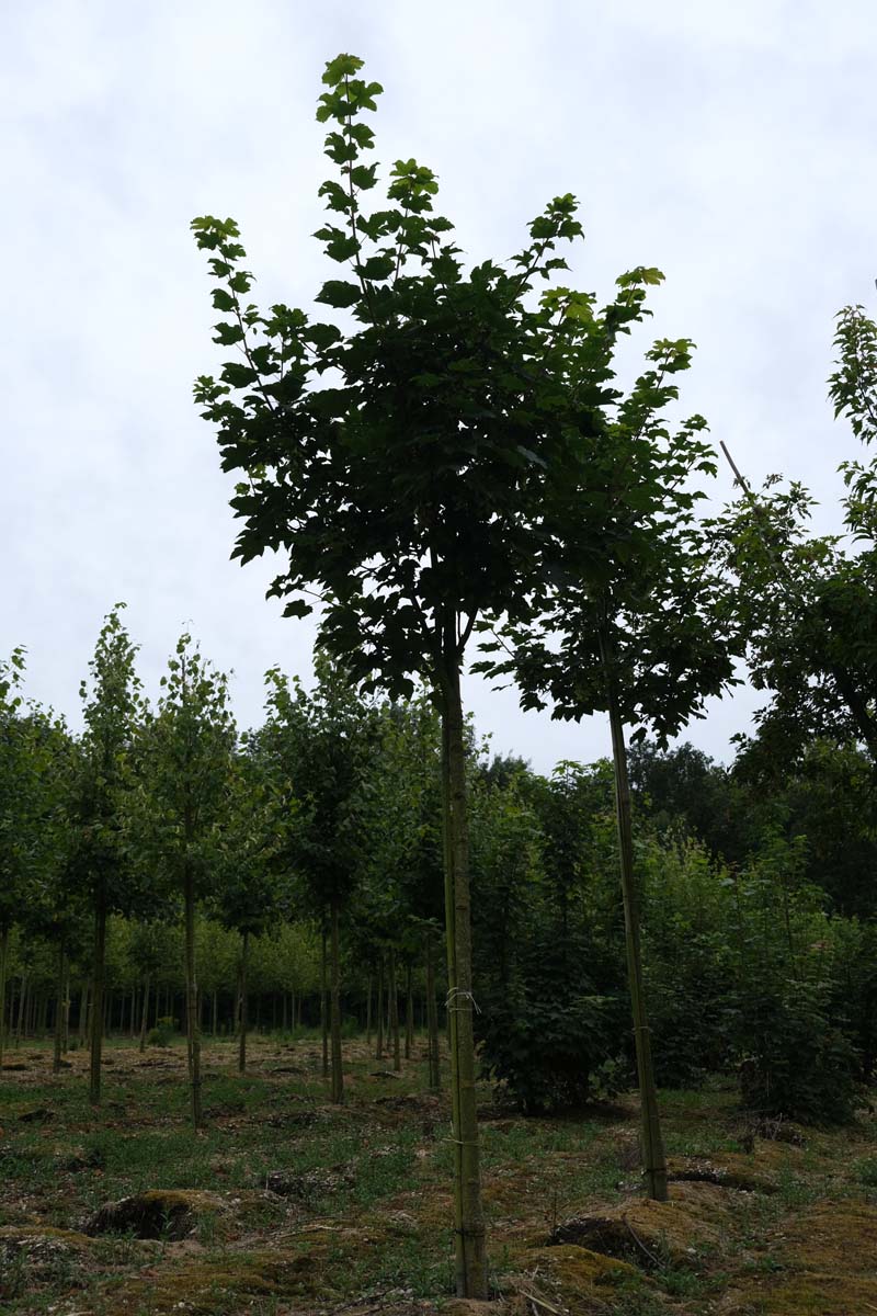 Acer pseudoplatanus 'Negenia' op stam op stam