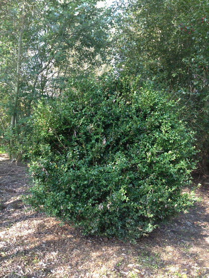 Buxus sempervirens meerstammig / struik struik