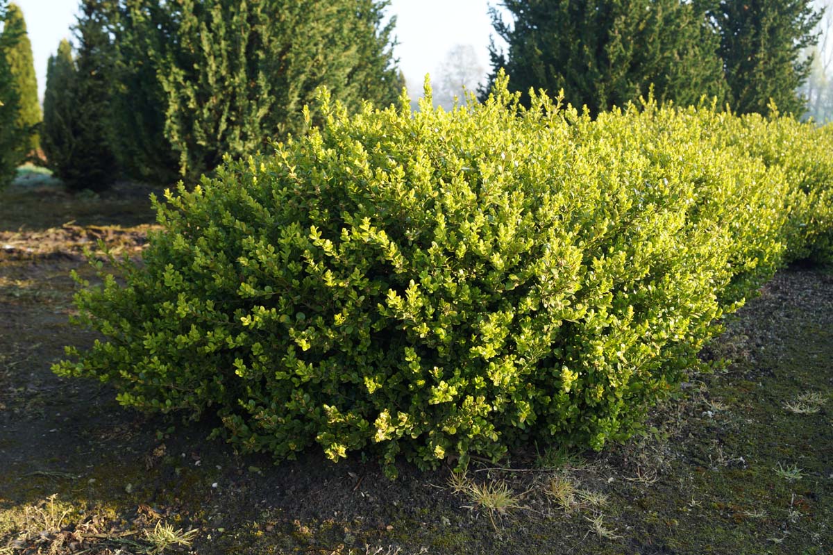 Buxus microphylla 'Faulkner' meerstammig / struik struik