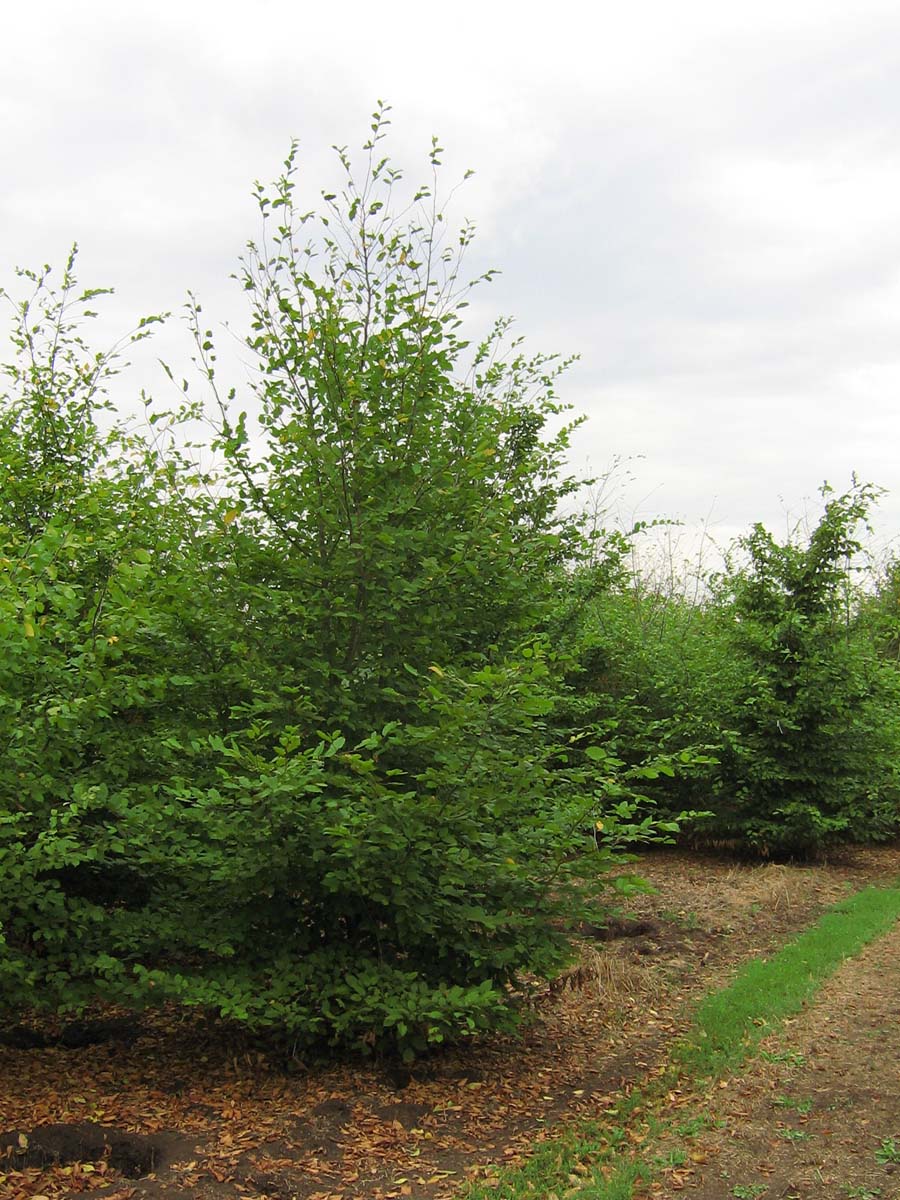 Carpinus betulus meerstammig / struik meerstammig