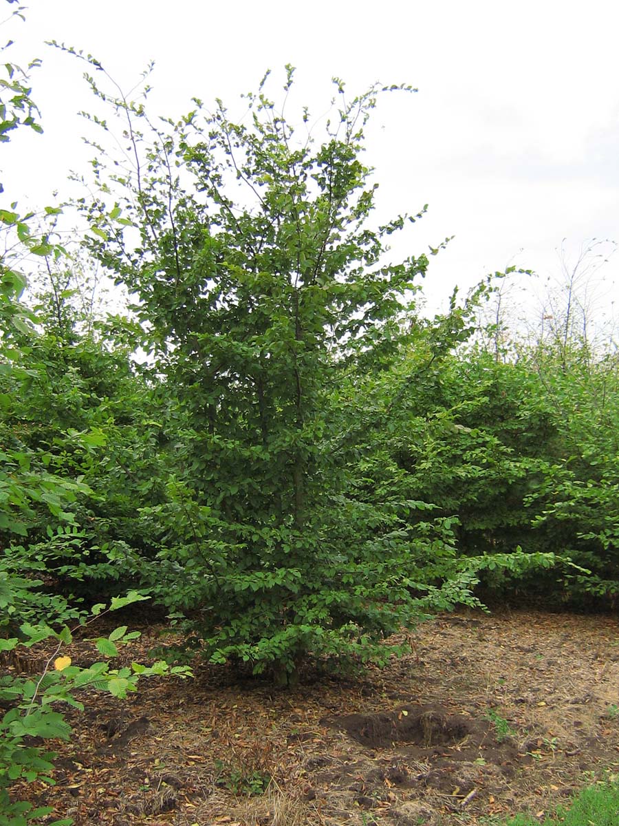 Carpinus betulus meerstammig / struik meerstammig