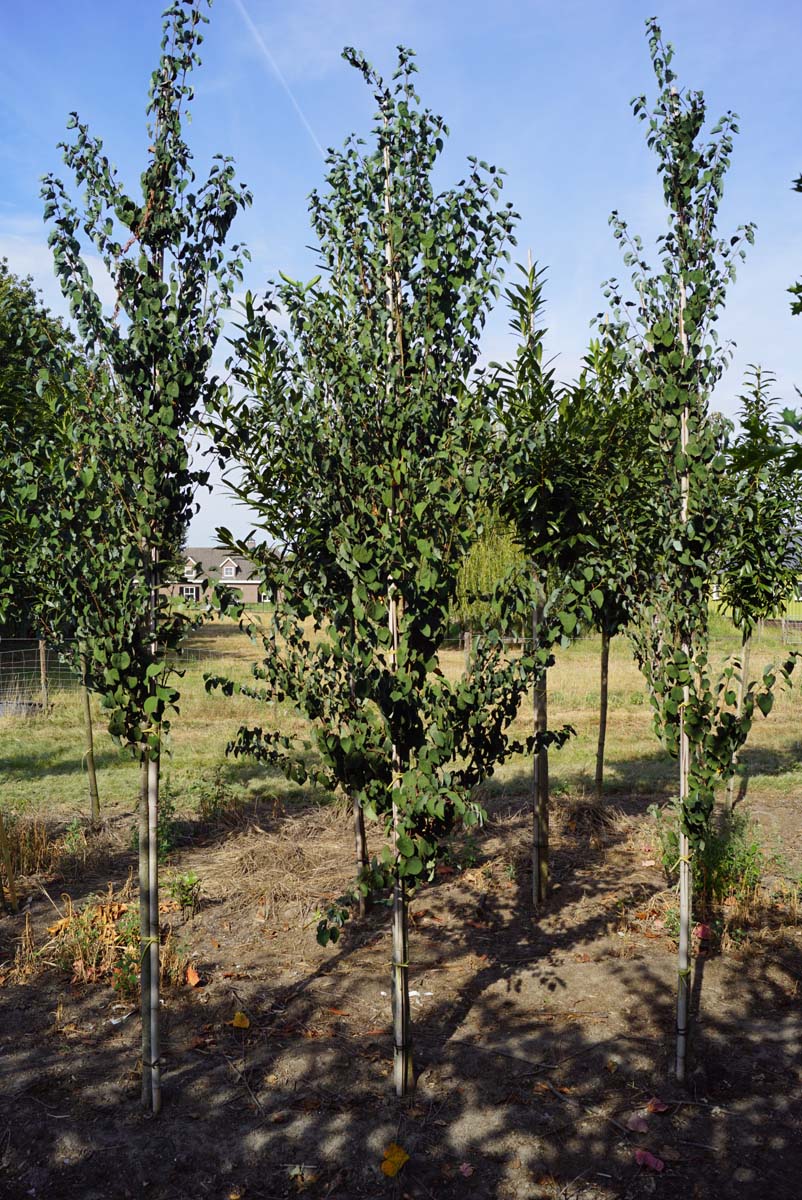 Cercidiphyllum japonicum 'Rotfuchs' op stam op stam