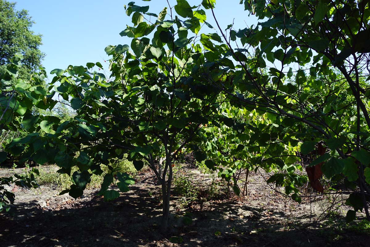 Cercis chinensis meerstammig / struik meerstammig