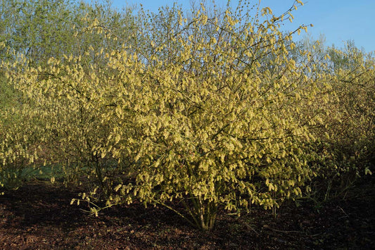 Corylopsis sinensis calvescens meerstammig / struik struik