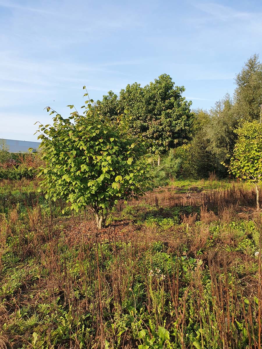 Euonymus planipes meerstammig / struik struik