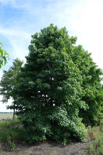 Liquidambar styraciflua meerstammig / struik meerstammig