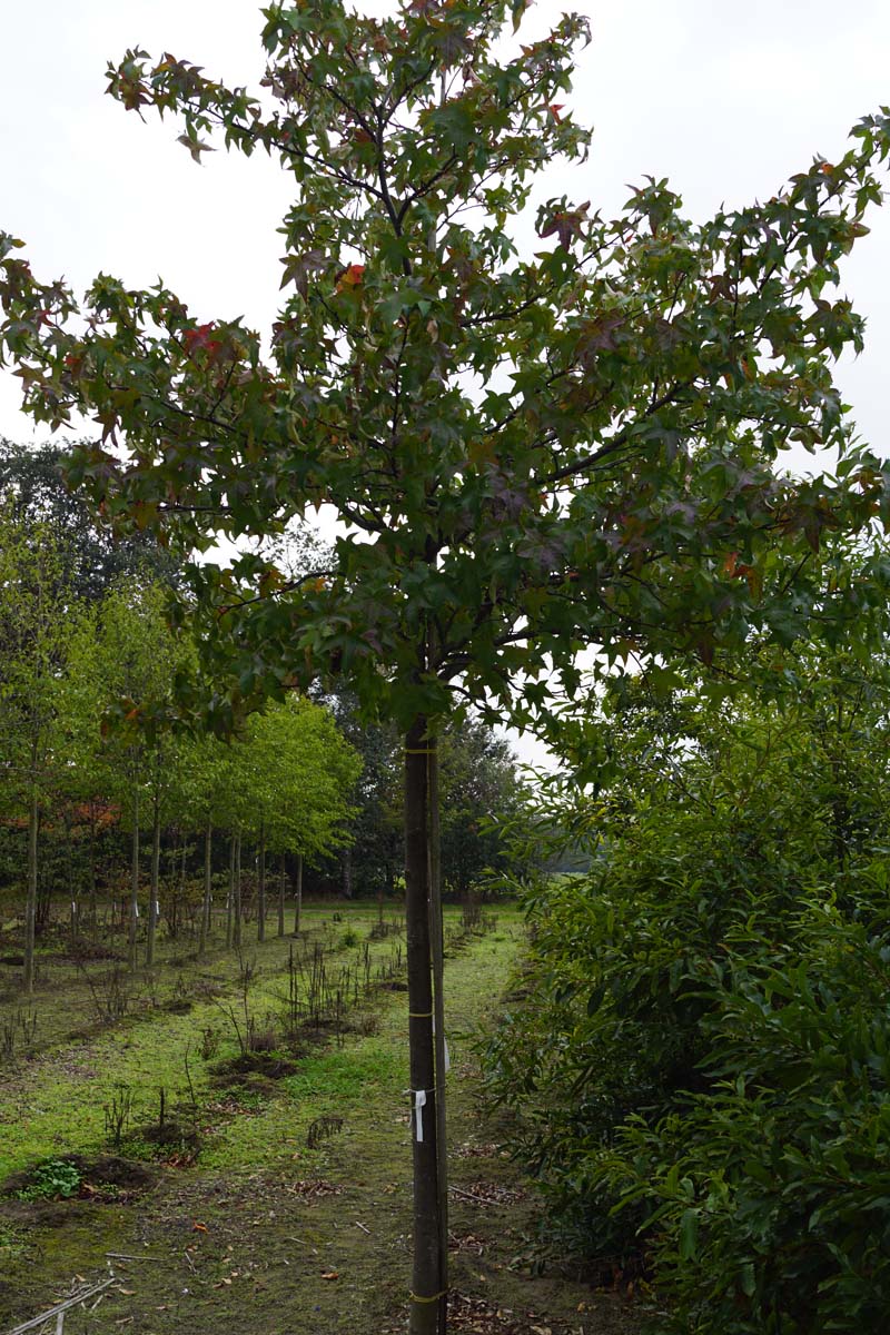 Liquidambar styraciflua 'Palo Alto' op stam op stam