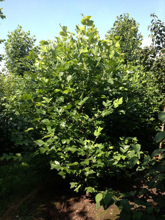 Liriodendron tulipifera meerstammig / struik meerstammig