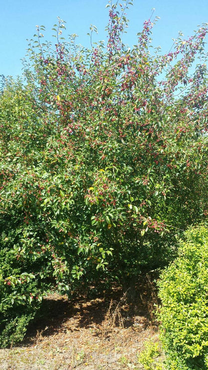 Malus 'Braendkjaer' meerstammig / struik meerstammig