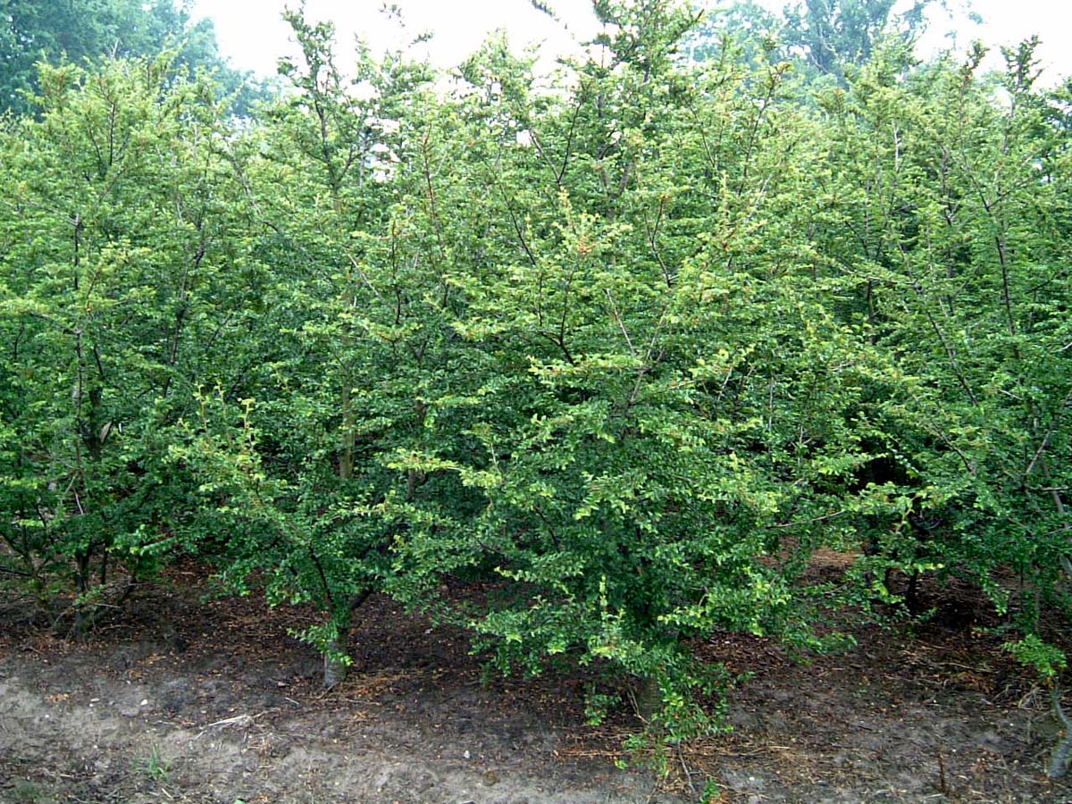 Nothofagus antarctica meerstammig / struik meerstammig