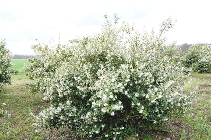 Osmanthus burkwoodii meerstammig / struik struik