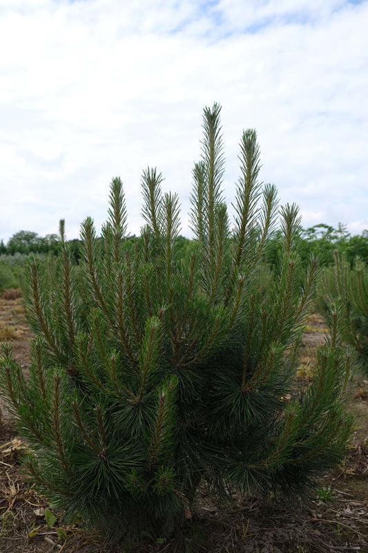 Pinus nigra nigra solitair solitair