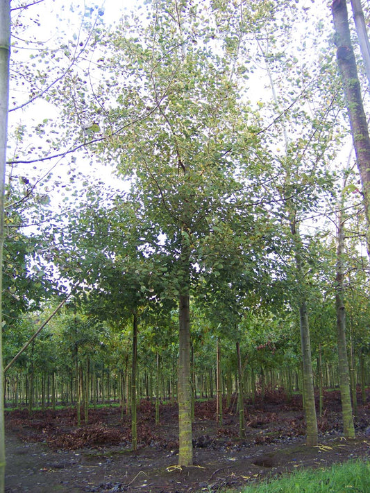 Populus tremula op stam op stam