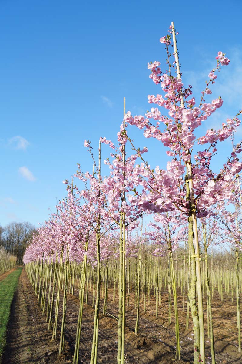 Prunus 'Accolade' op stam op stam