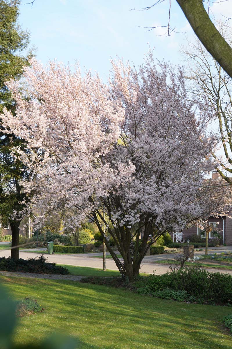 Prunus incisa 'Oshidori' meerstammig / struik meerstammig