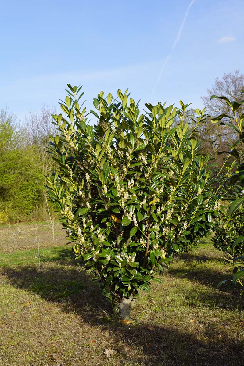 Prunus laurocerasus meerstammig / struik struik