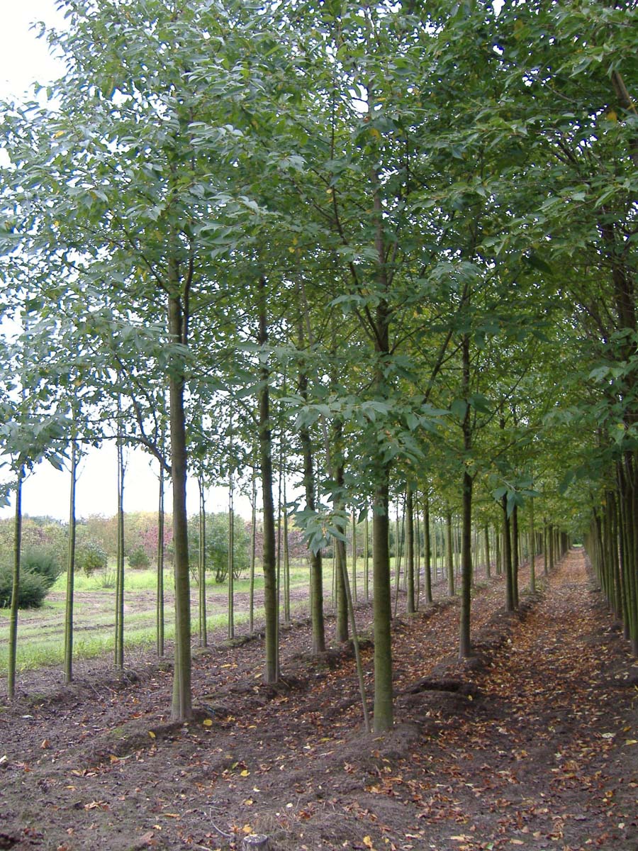 Prunus padus op stam op stam