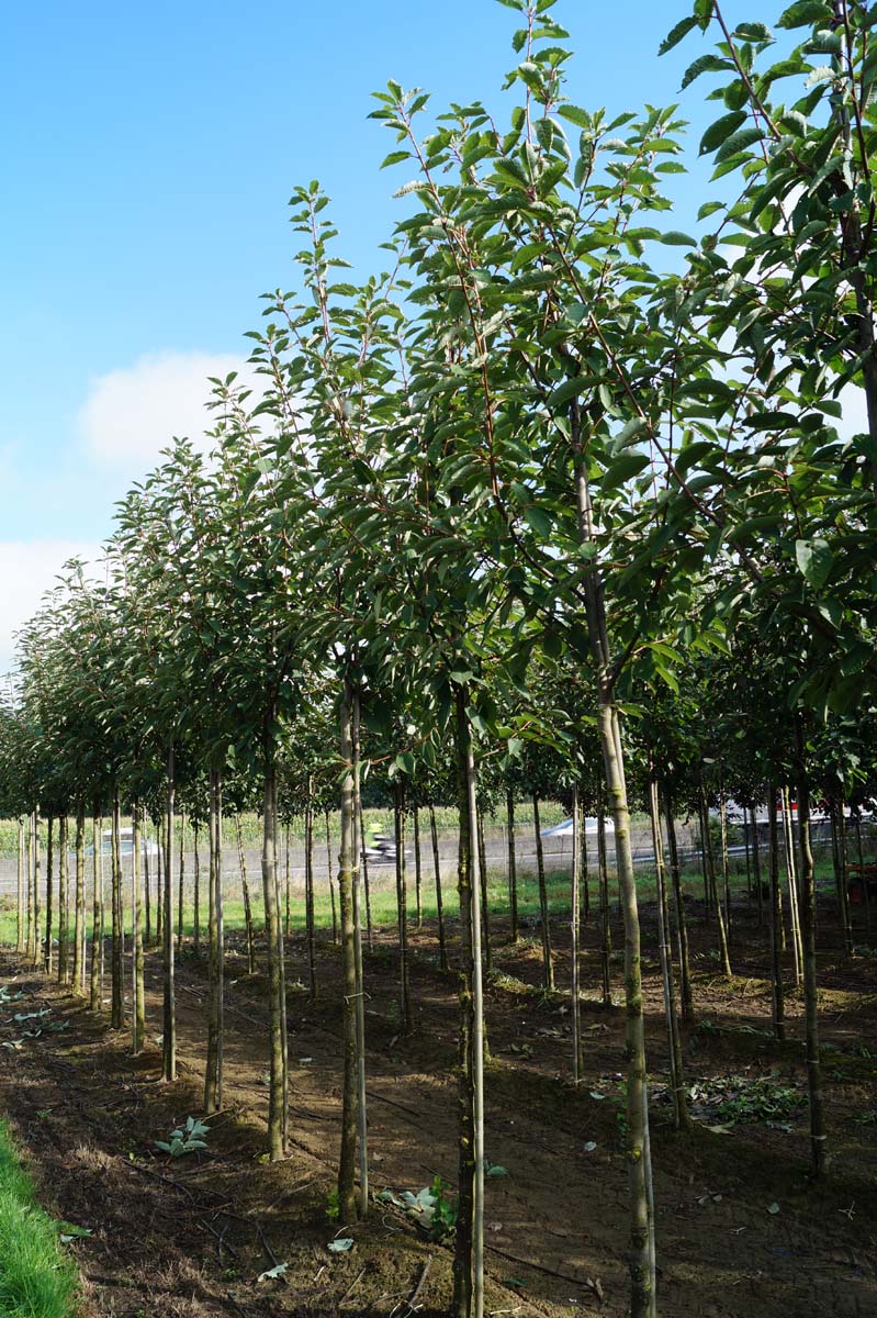 Prunus padus op stam op stam