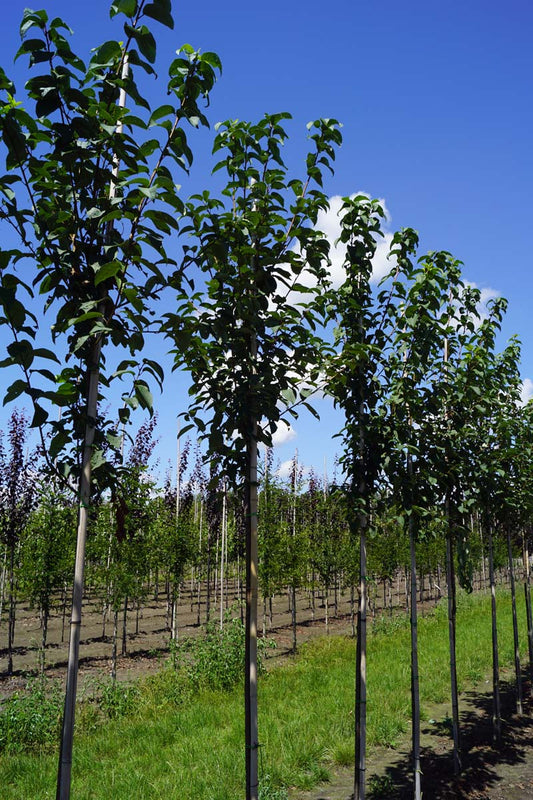 Prunus padus 'Tiefurt' op stam op stam