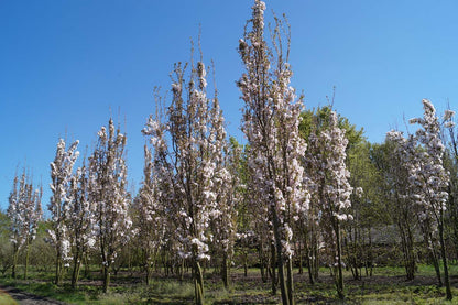 Prunus serrulata 'Amanogawa' meerstammig / struik meerstammig