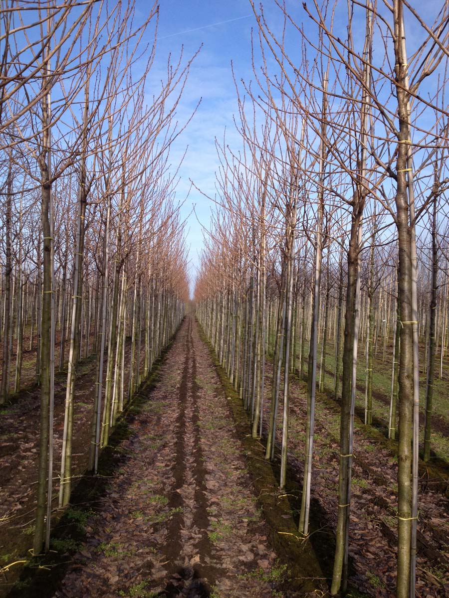 Prunus serrulata 'Fugenzo' op stam op stam